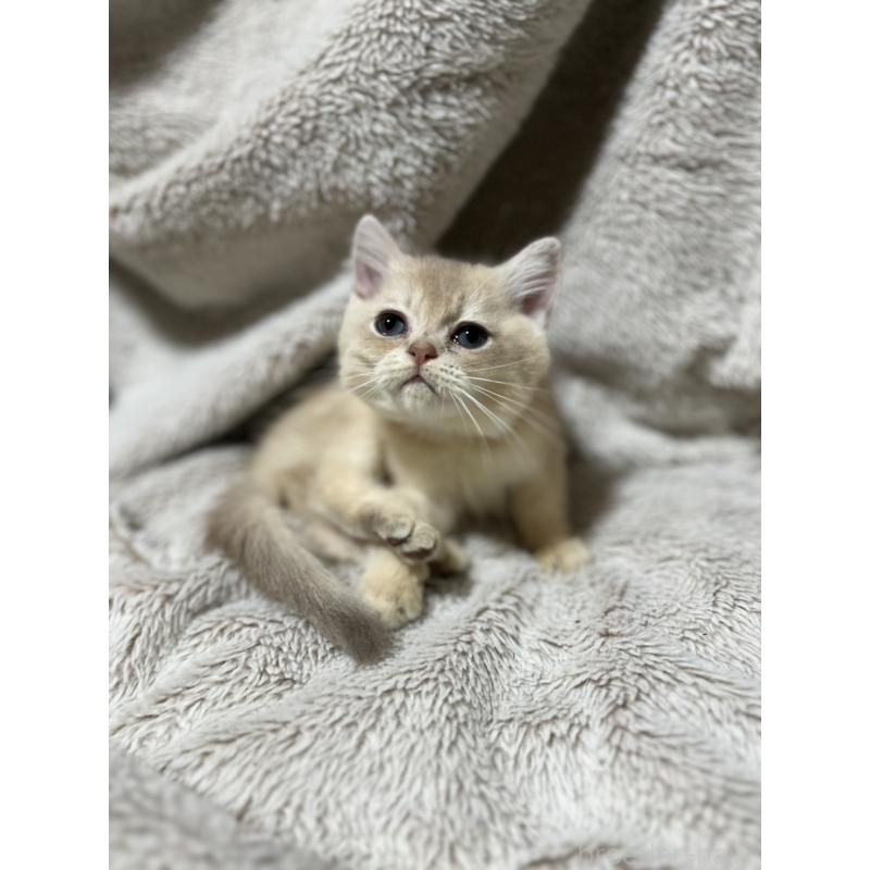 販売中の大阪府のブリティッシュショートヘア-129834