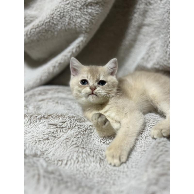 販売中の大阪府のブリティッシュショートヘア-129834の3枚目