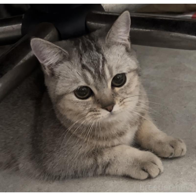 販売中の兵庫県のブリティッシュショートヘア-124655の5枚目