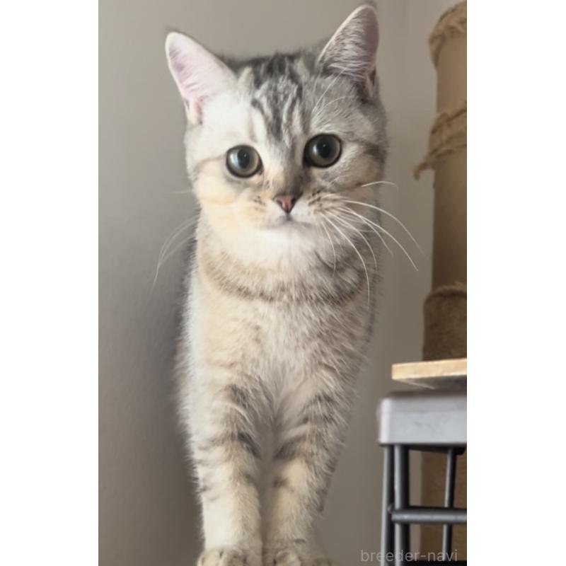 販売中の兵庫県のブリティッシュショートヘア-124655の3枚目