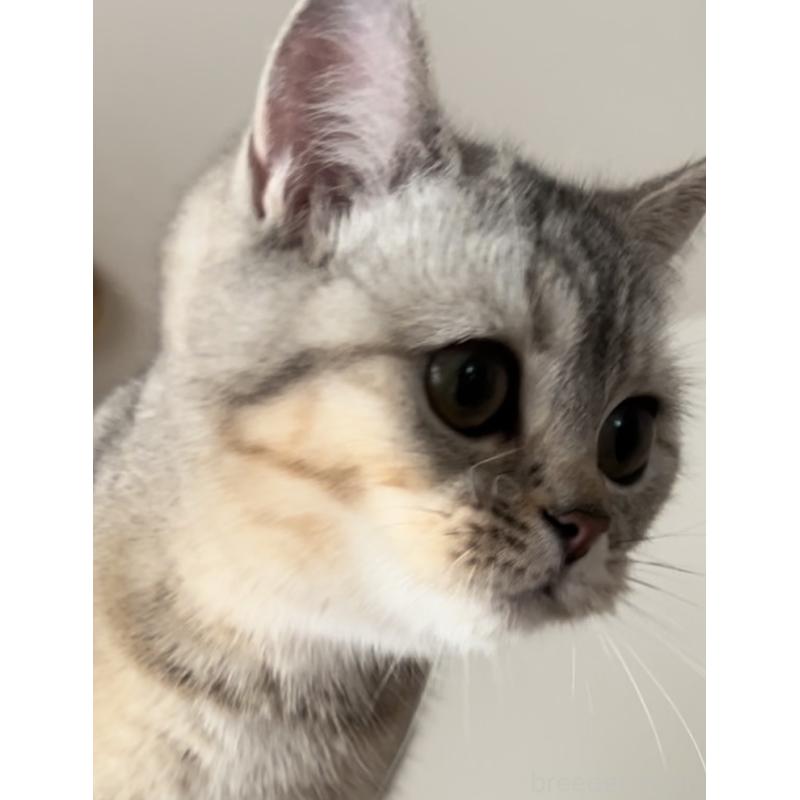 販売中の兵庫県のブリティッシュショートヘア-124655の2枚目