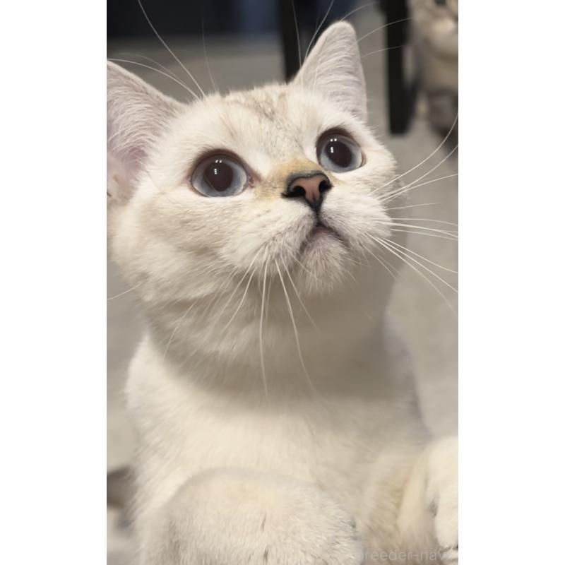 成約済の兵庫県のブリティッシュショートヘア-126586の3枚目