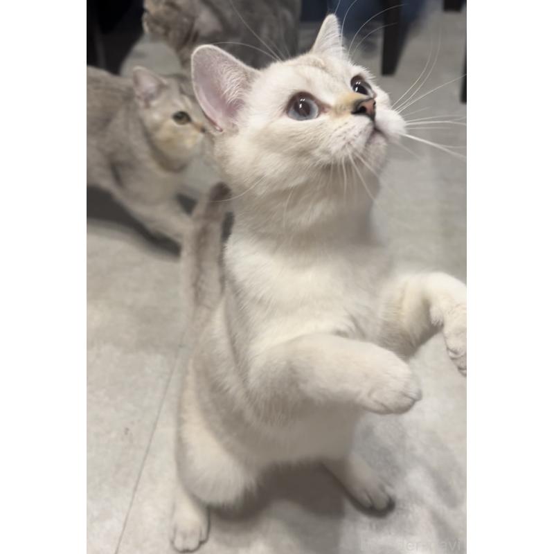 成約済の兵庫県のブリティッシュショートヘア-126586の2枚目