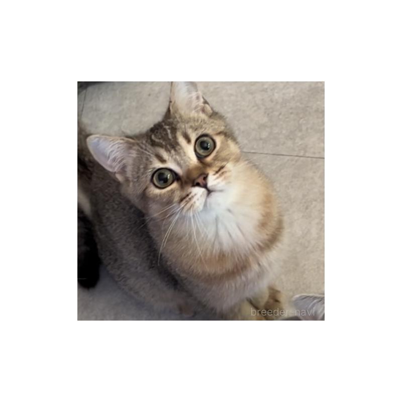 販売中の兵庫県のブリティッシュショートヘア-124662の2枚目