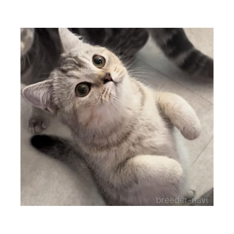 成約済の兵庫県のブリティッシュショートヘア-120125の3枚目