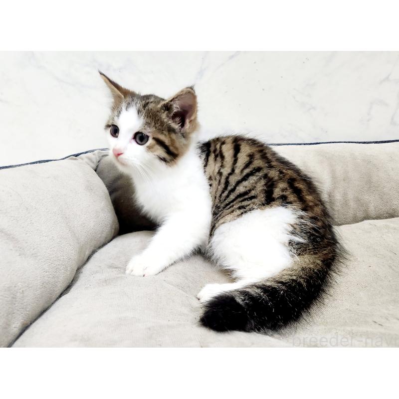 販売中の北海道のミックス-133703の7枚目