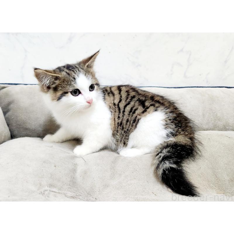 販売中の北海道のミックス-133703の6枚目