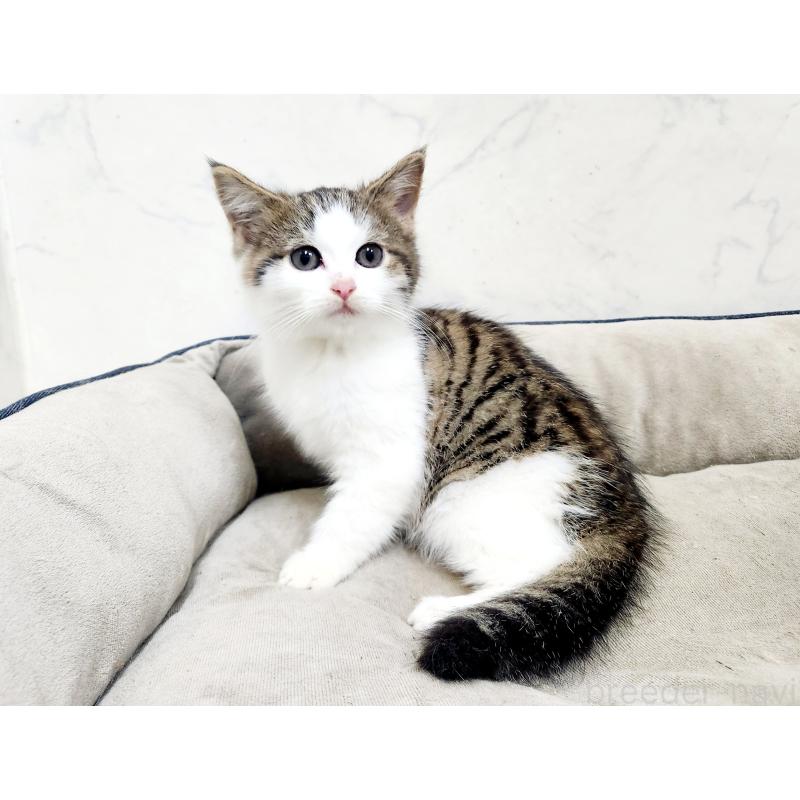 販売中の北海道のミックス-133703の5枚目