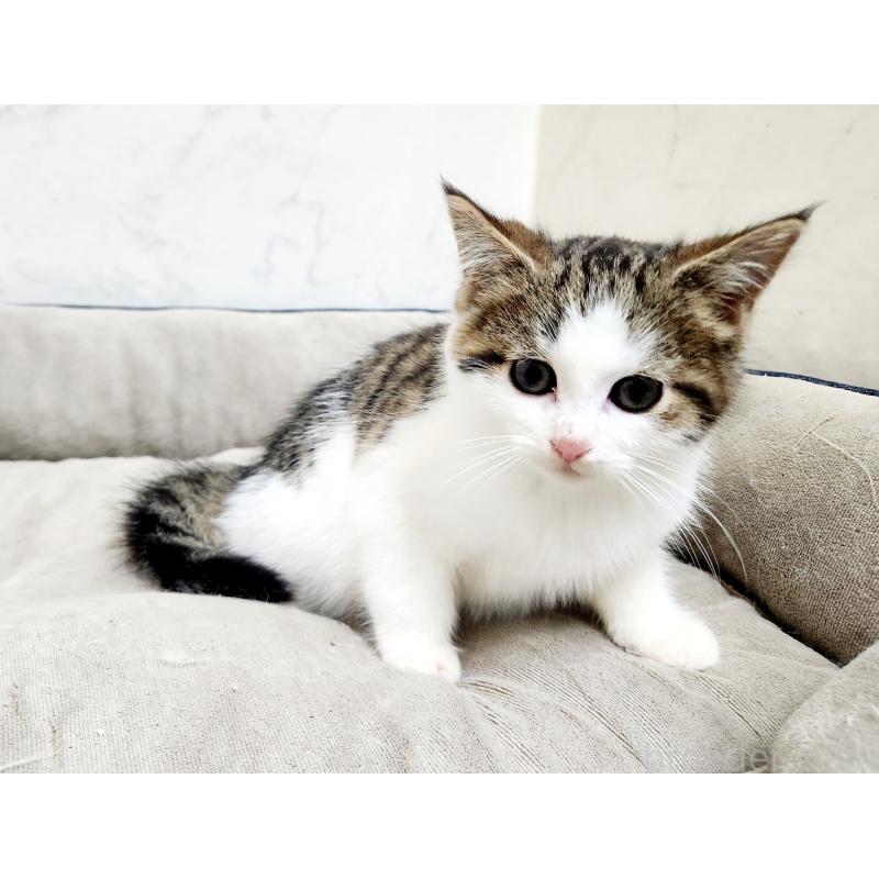 販売中の北海道のミックス-133703の4枚目