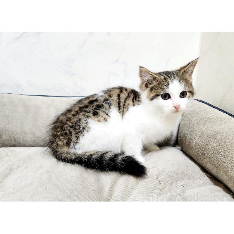 販売中の北海道のミックス-133703の3枚目