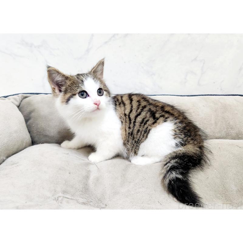 販売中の北海道のミックス-133703の2枚目