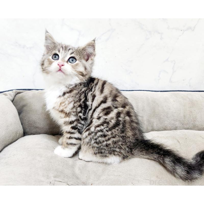 販売中の北海道のミックス-133704の7枚目