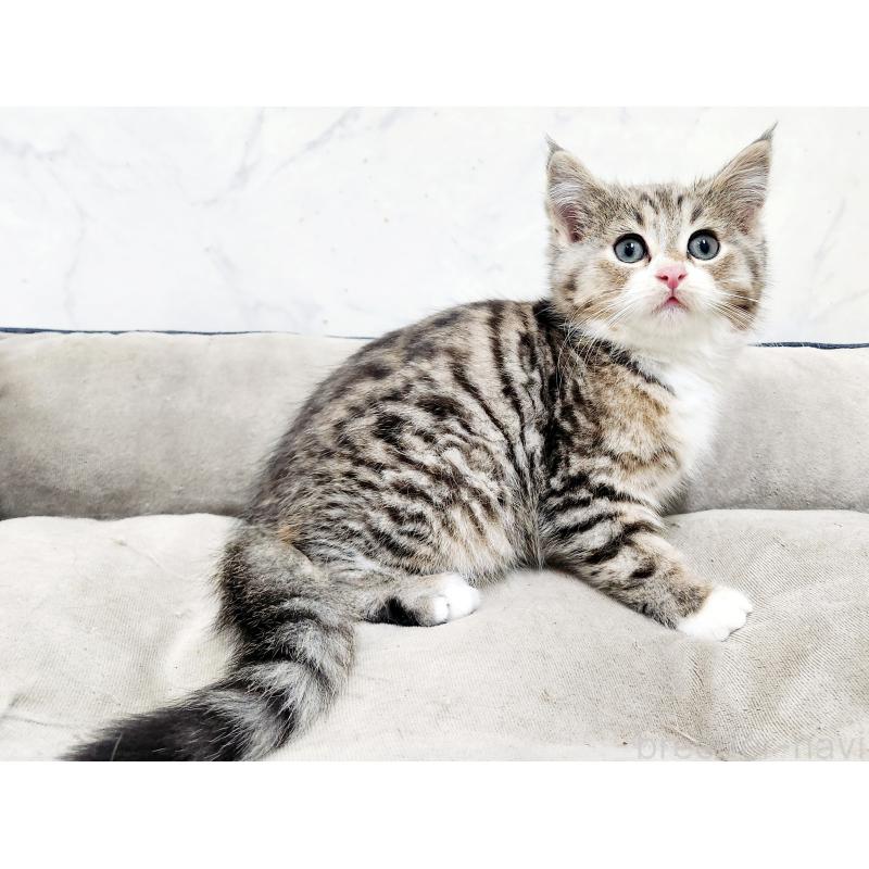 販売中の北海道のミックス-133704の6枚目