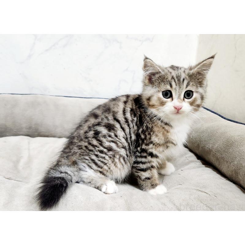 販売中の北海道のミックス-133704の5枚目