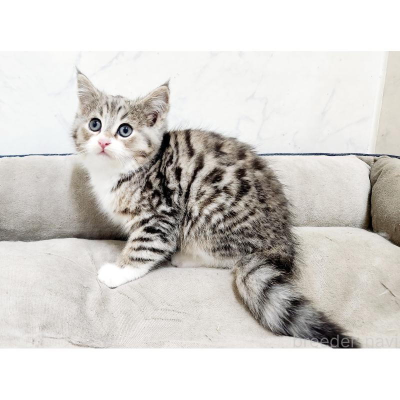 販売中の北海道のミックス-133704の4枚目