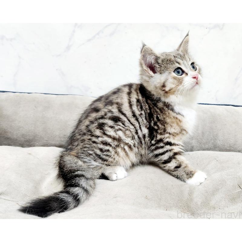 販売中の北海道のミックス-133704の3枚目