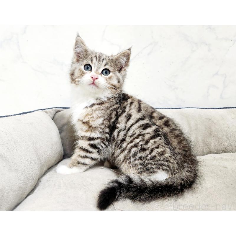 販売中の北海道のミックス-133704の2枚目