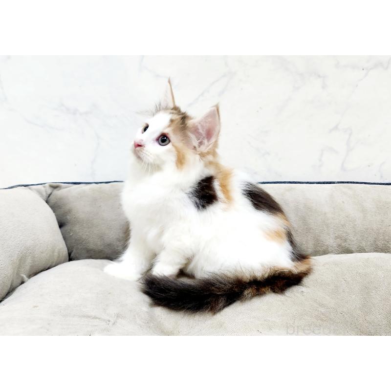 販売中の北海道のノルウェージャンフォレストキャット-133705の7枚目