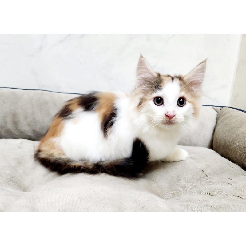 販売中の北海道のノルウェージャンフォレストキャット-133705の6枚目