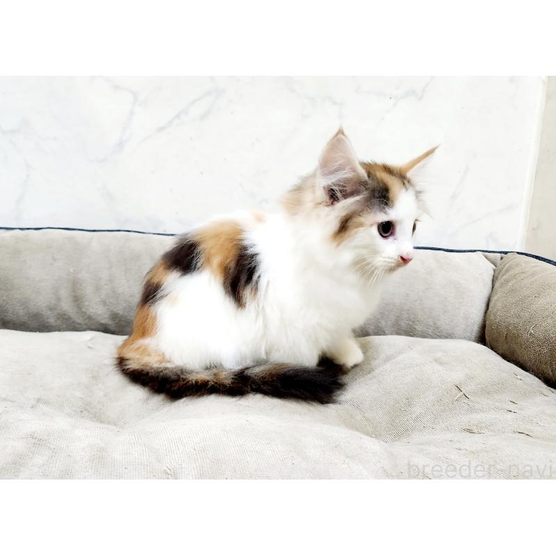 販売中の北海道のノルウェージャンフォレストキャット-133705の5枚目