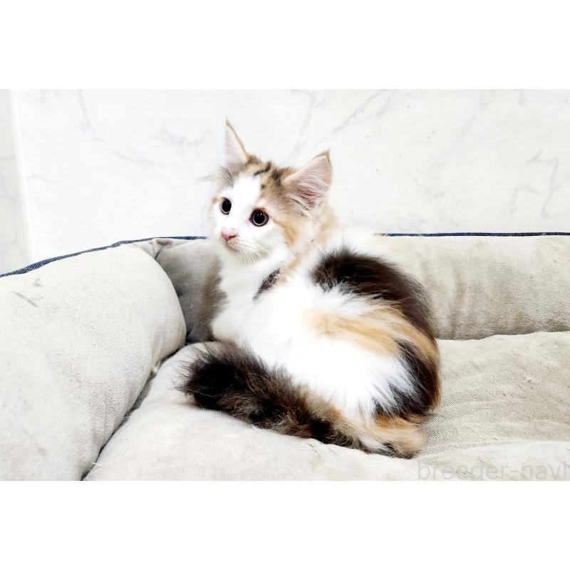 販売中の北海道のノルウェージャンフォレストキャット-133705の4枚目