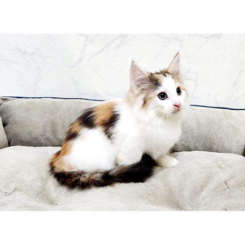 販売中の北海道のノルウェージャンフォレストキャット-133705の3枚目