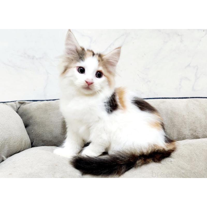 販売中の北海道のノルウェージャンフォレストキャット-133705の2枚目