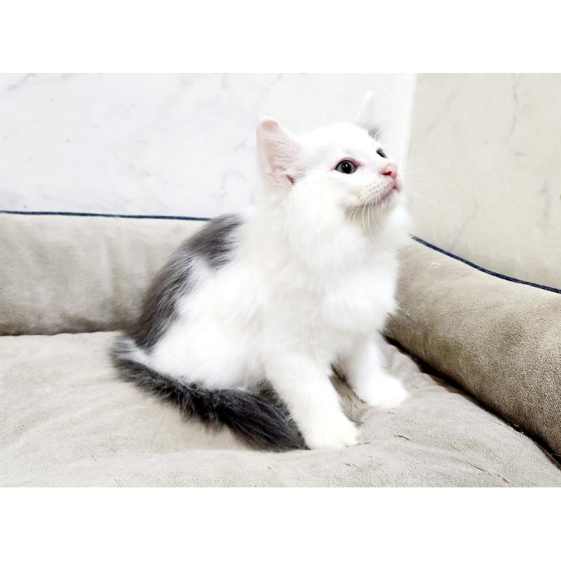 販売中の北海道のノルウェージャンフォレストキャット-133706の7枚目