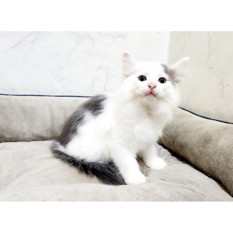 販売中の北海道のノルウェージャンフォレストキャット-133706の6枚目