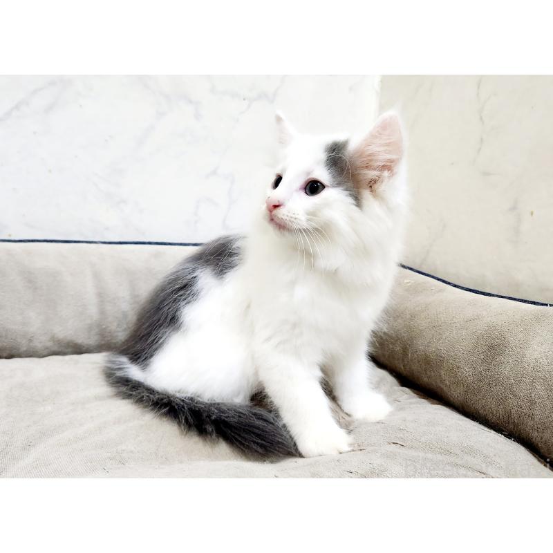 販売中の北海道のノルウェージャンフォレストキャット-133706の5枚目