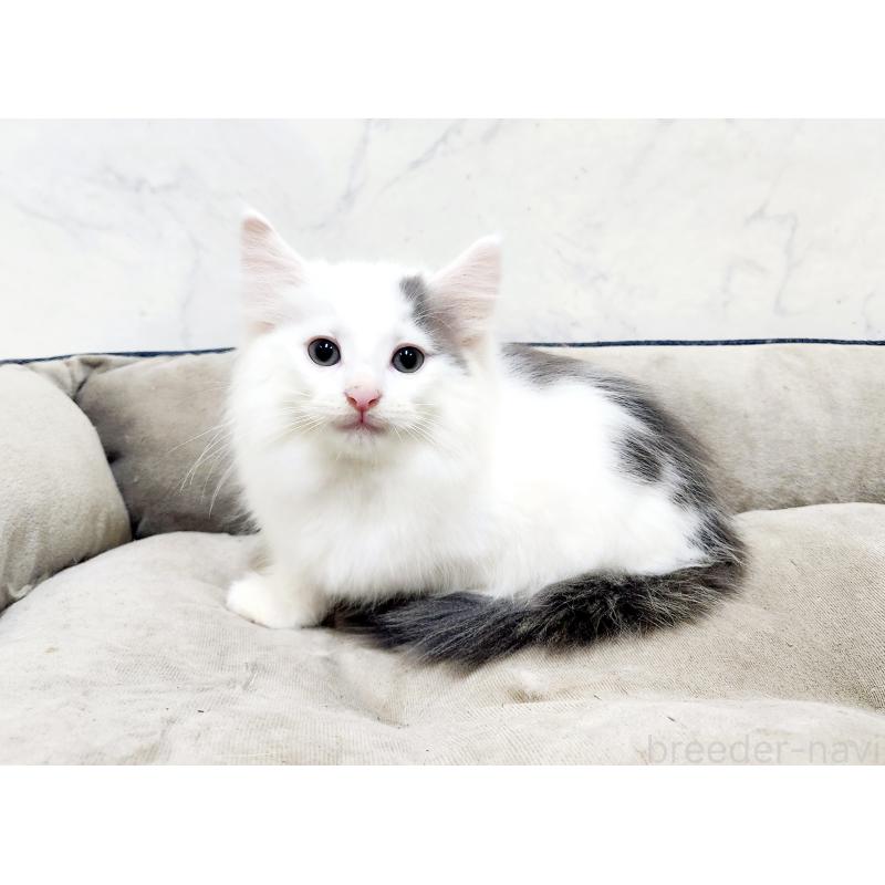 販売中の北海道のノルウェージャンフォレストキャット-133706の4枚目