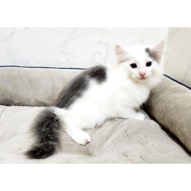 販売中の北海道のノルウェージャンフォレストキャット-133706の3枚目