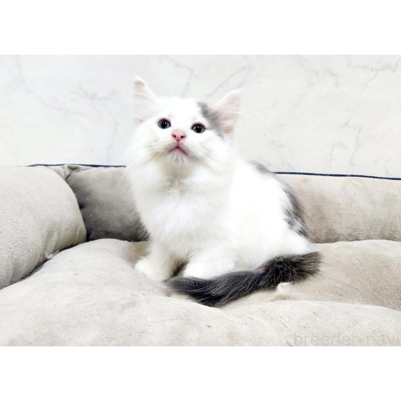 販売中の北海道のノルウェージャンフォレストキャット-133706の2枚目