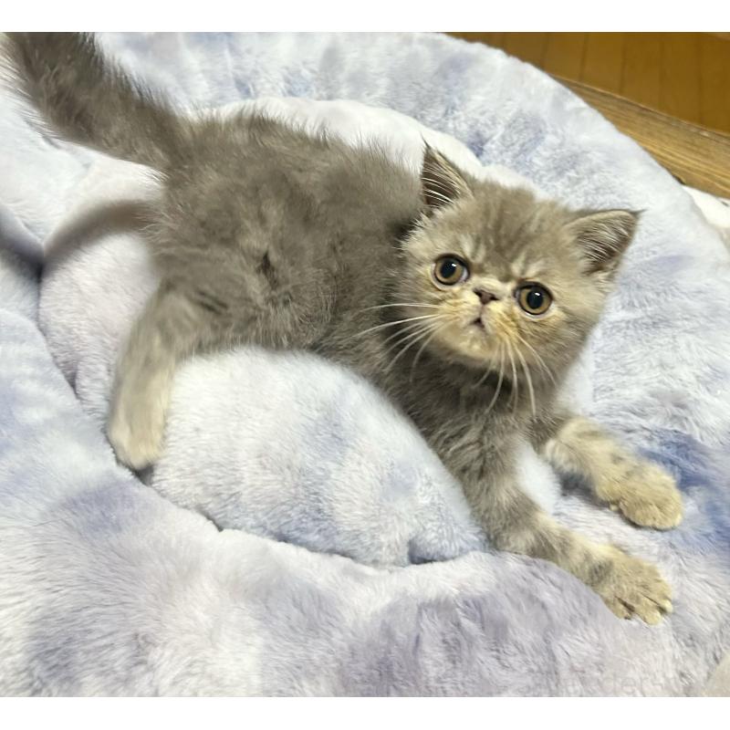 販売中の熊本県のエキゾチックショートヘア-133707の8枚目