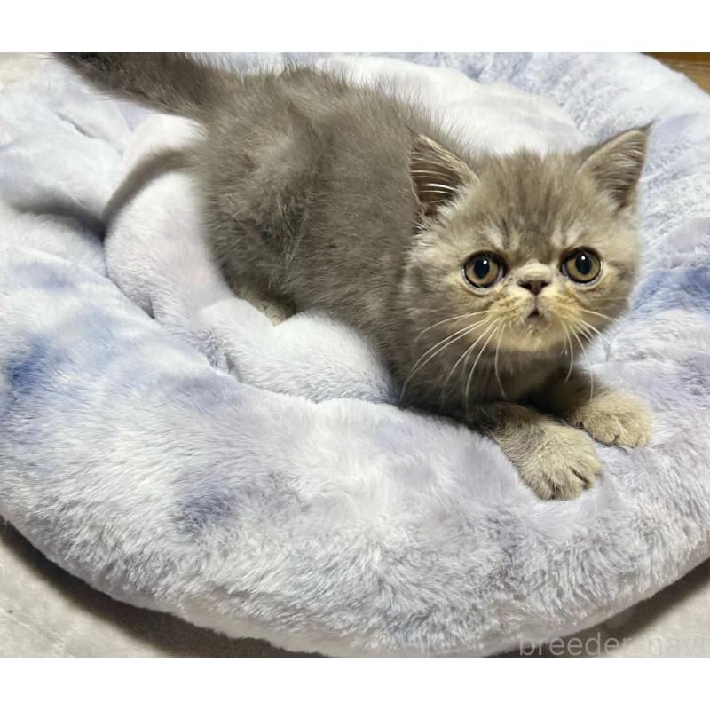 販売中の熊本県のエキゾチックショートヘア-133707の7枚目