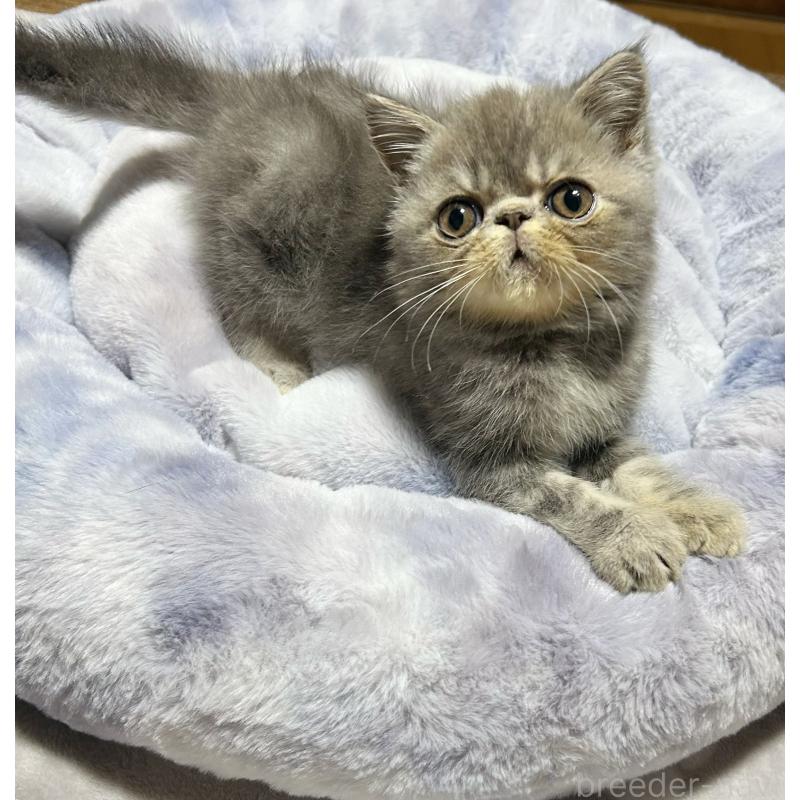 販売中の熊本県のエキゾチックショートヘア-133707の6枚目