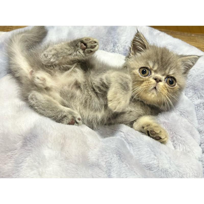 販売中の熊本県のエキゾチックショートヘア-133707の5枚目