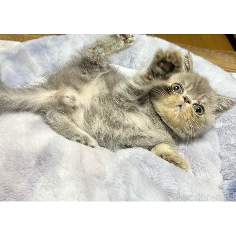 販売中の熊本県のエキゾチックショートヘア-133707の4枚目