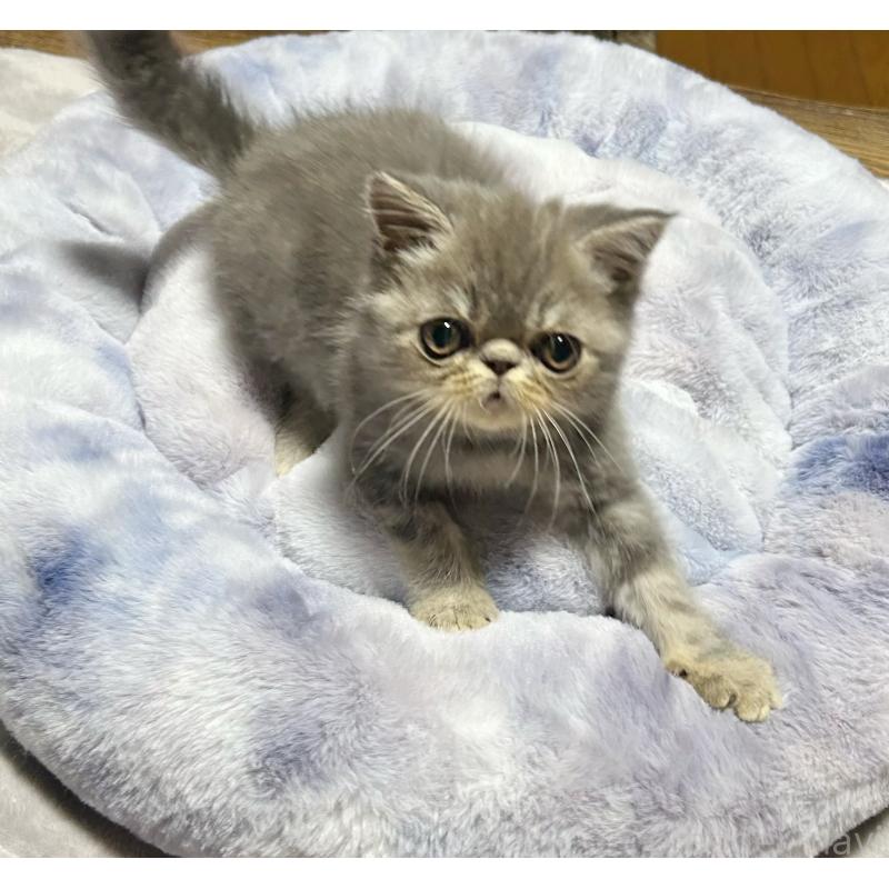 販売中の熊本県のエキゾチックショートヘア-133707の3枚目