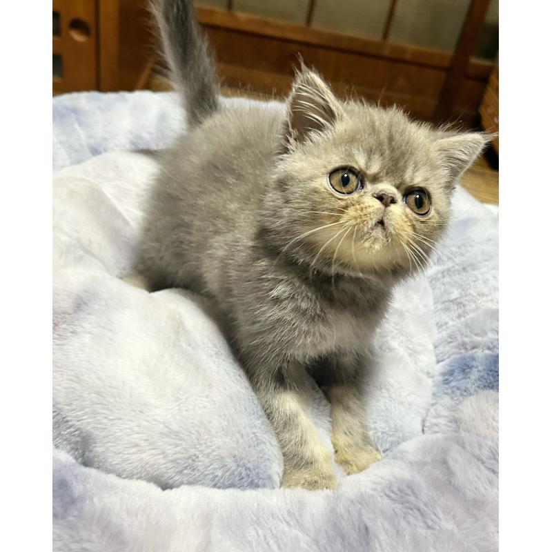 販売中の熊本県のエキゾチックショートヘア-133707の2枚目