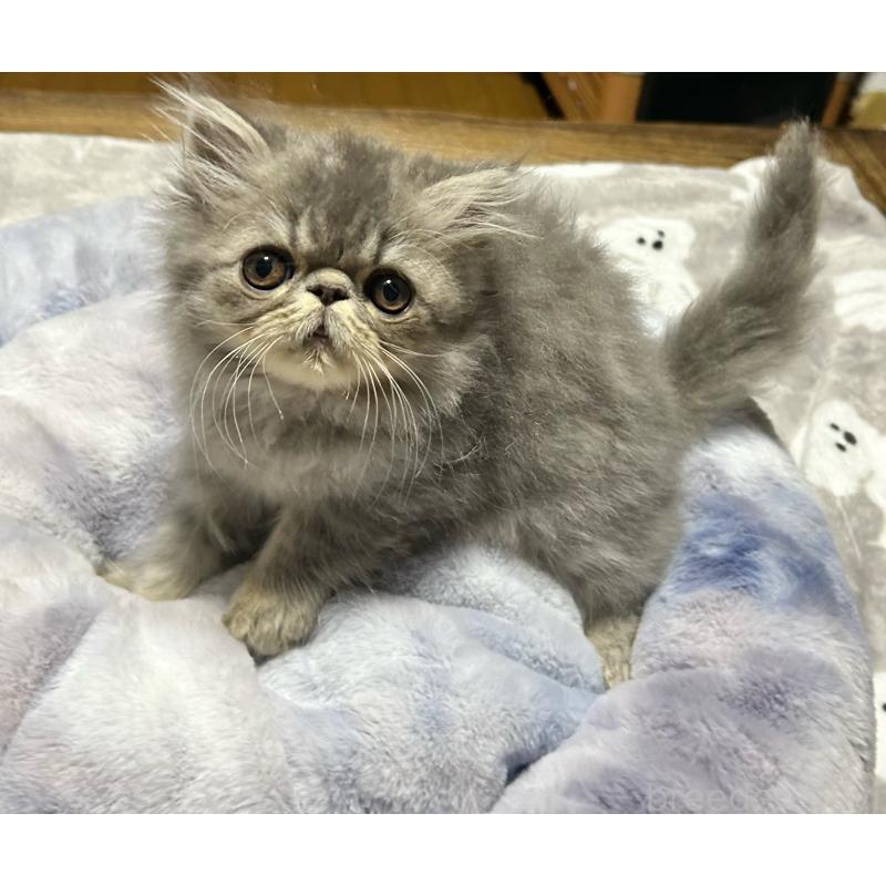 販売中の熊本県のエキゾチックロングヘア-133709の8枚目