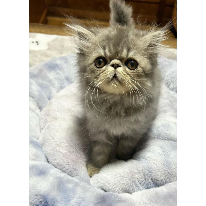 販売中の熊本県のエキゾチックロングヘア-133709の7枚目