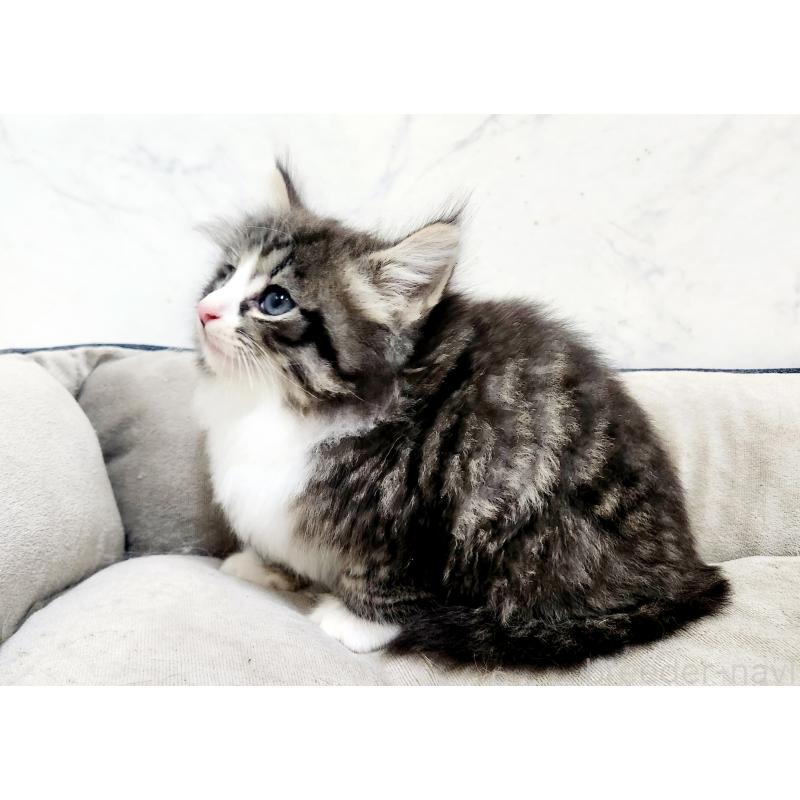 販売中の北海道のノルウェージャンフォレストキャット-133708の7枚目