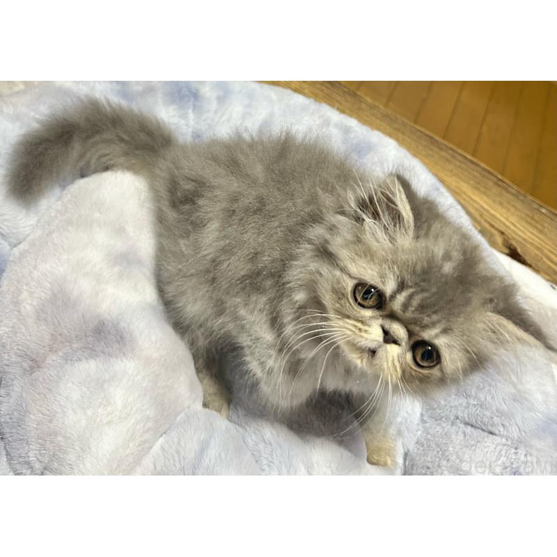 販売中の熊本県のエキゾチックロングヘア-133709の6枚目