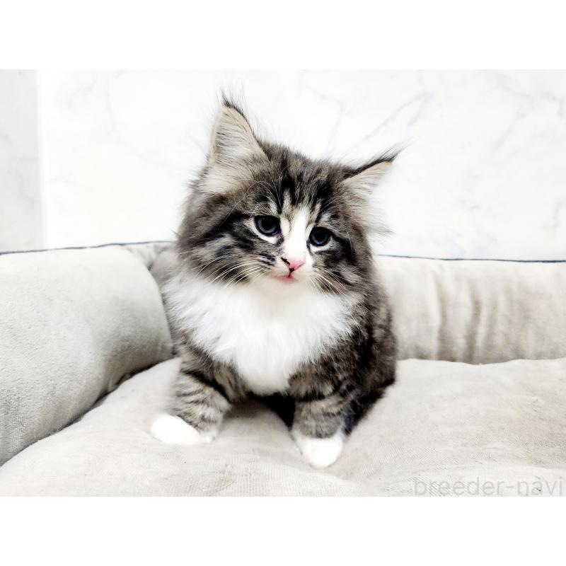 販売中の北海道のノルウェージャンフォレストキャット-133708の6枚目