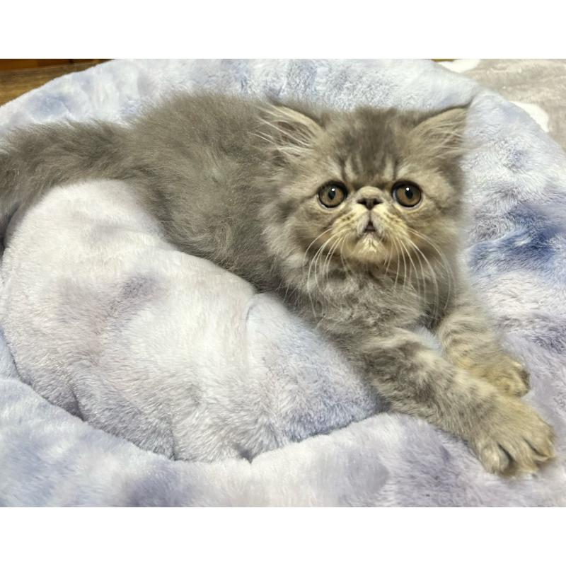 販売中の熊本県のエキゾチックロングヘア-133709の5枚目