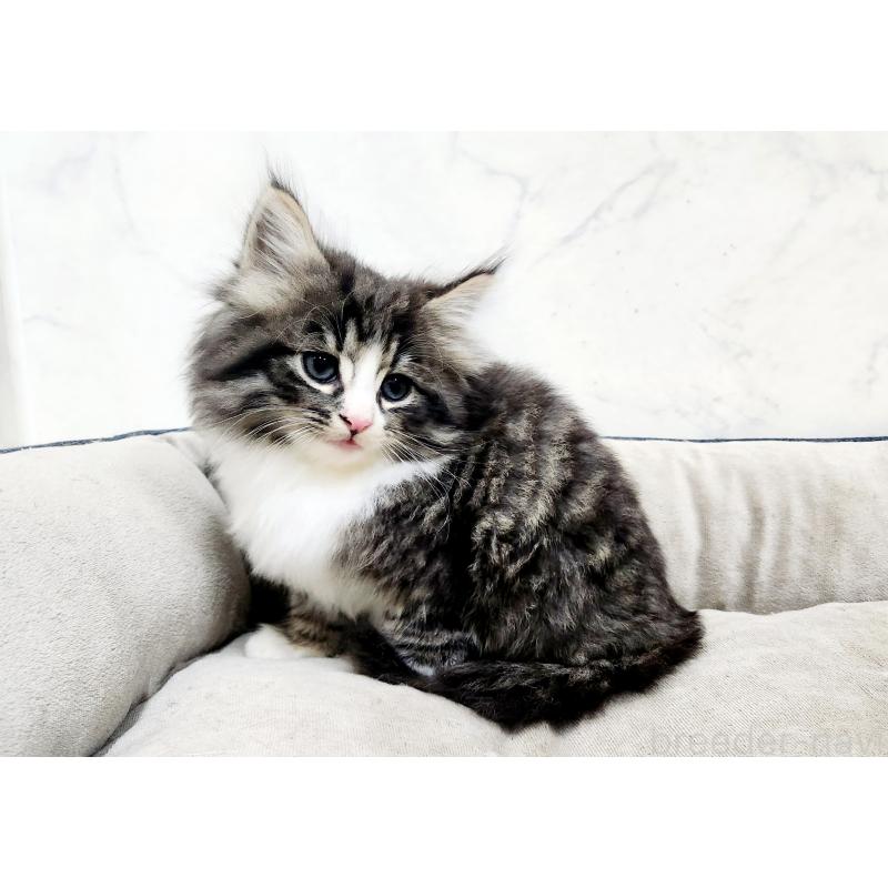 販売中の北海道のノルウェージャンフォレストキャット-133708の5枚目