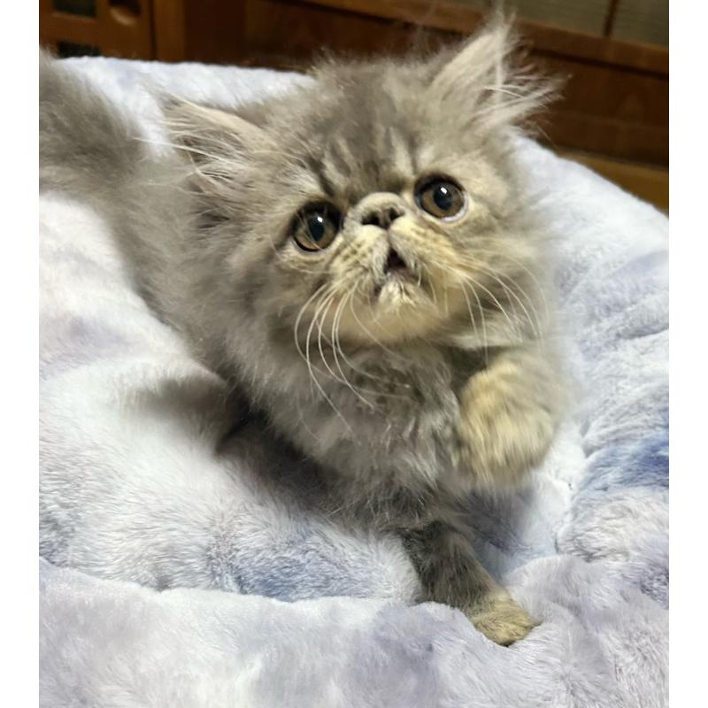 販売中の熊本県のエキゾチックロングヘア-133709の4枚目