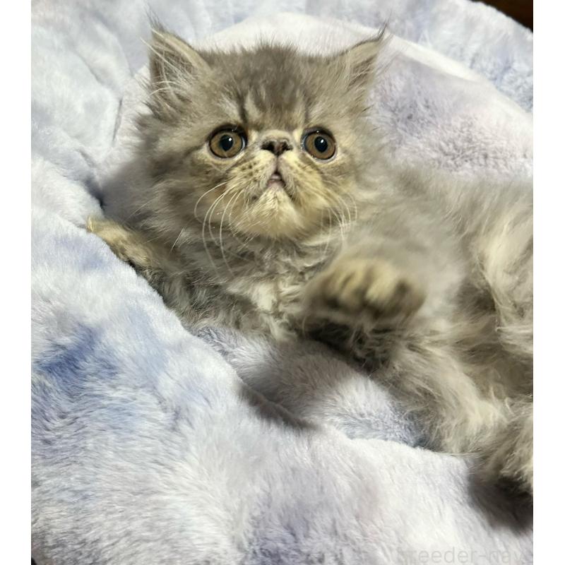 販売中の熊本県のエキゾチックロングヘア-133709の3枚目