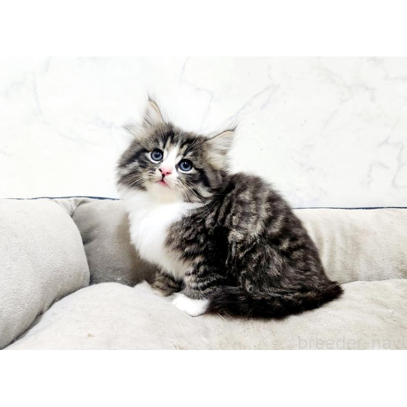 販売中の北海道のノルウェージャンフォレストキャット-133708の4枚目